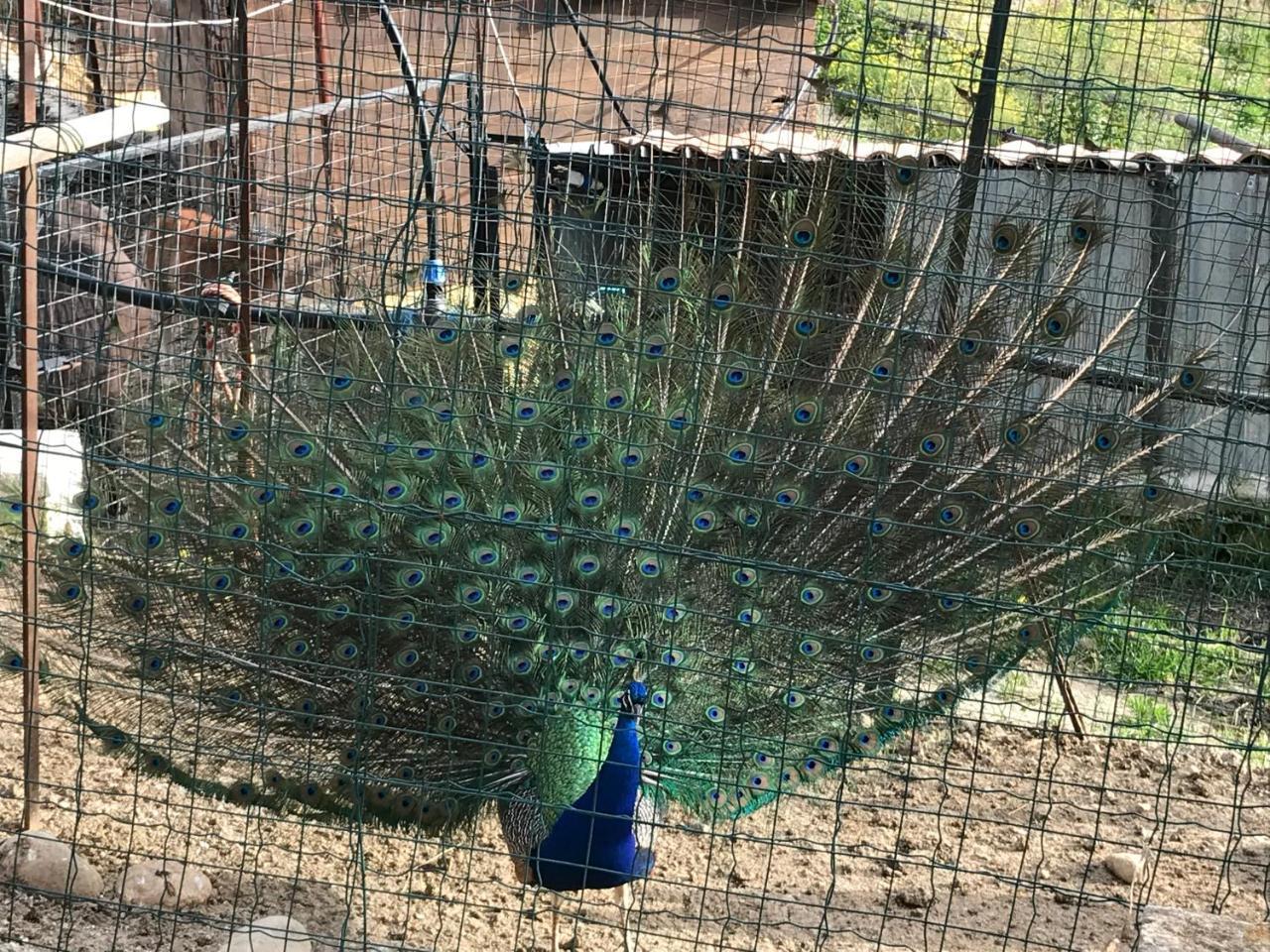 Tenuta Carabollace Sciacca Dış mekan fotoğraf